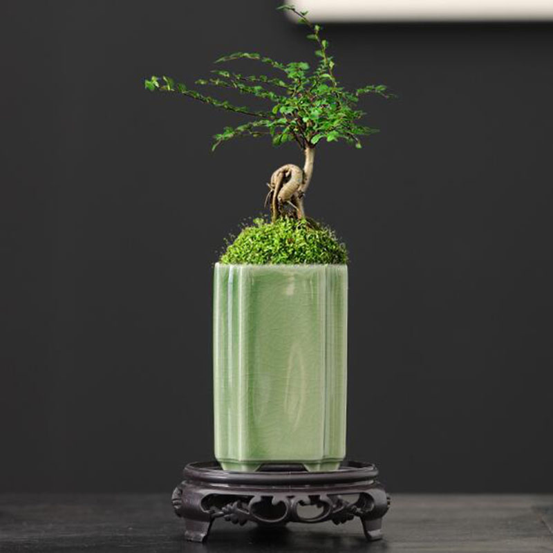 Porcelain Square Celadon Glaze - Bonsai Garden Art 评论和价格